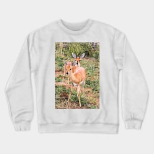 Dik-Dik Couple - Kruger National Park Crewneck Sweatshirt